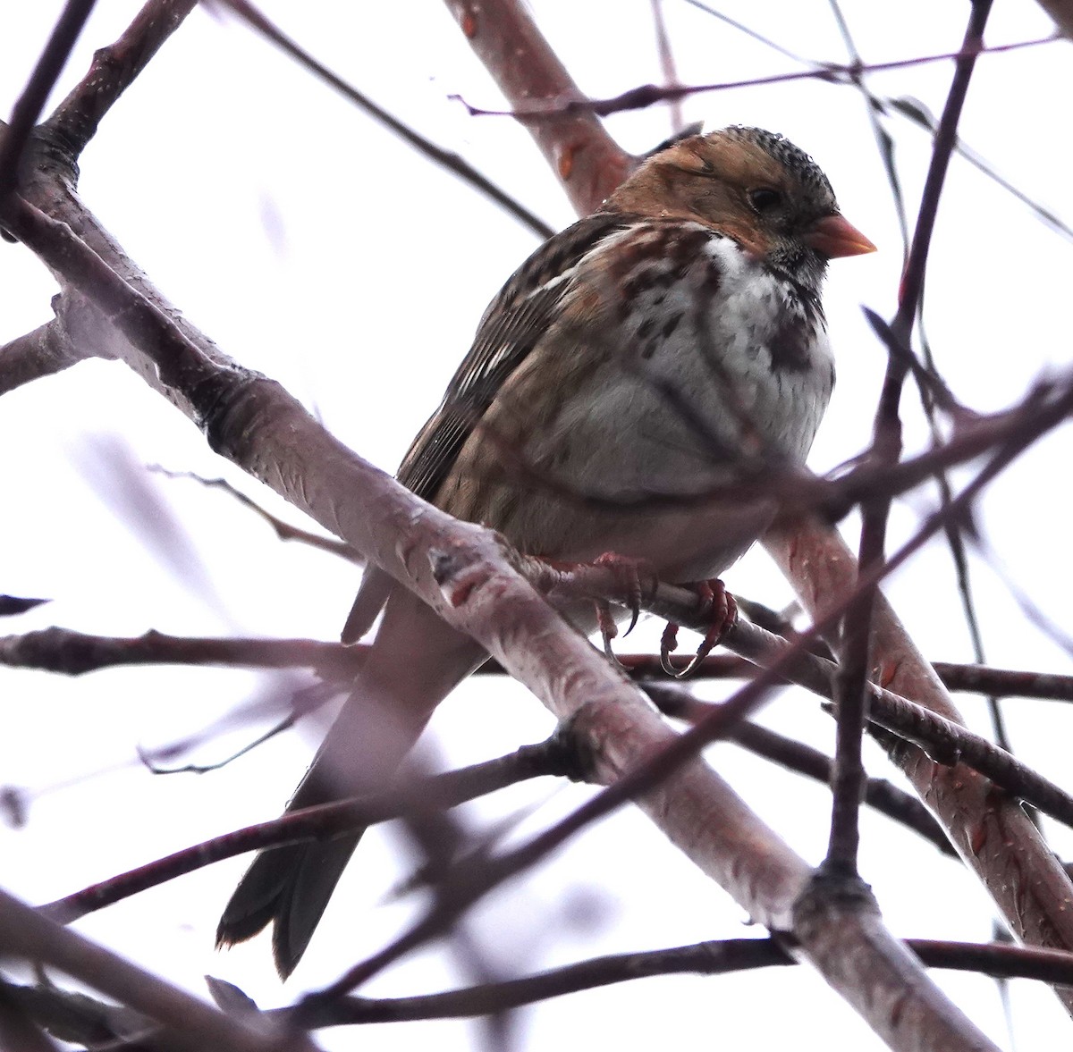 Harris's Sparrow - ML613068300