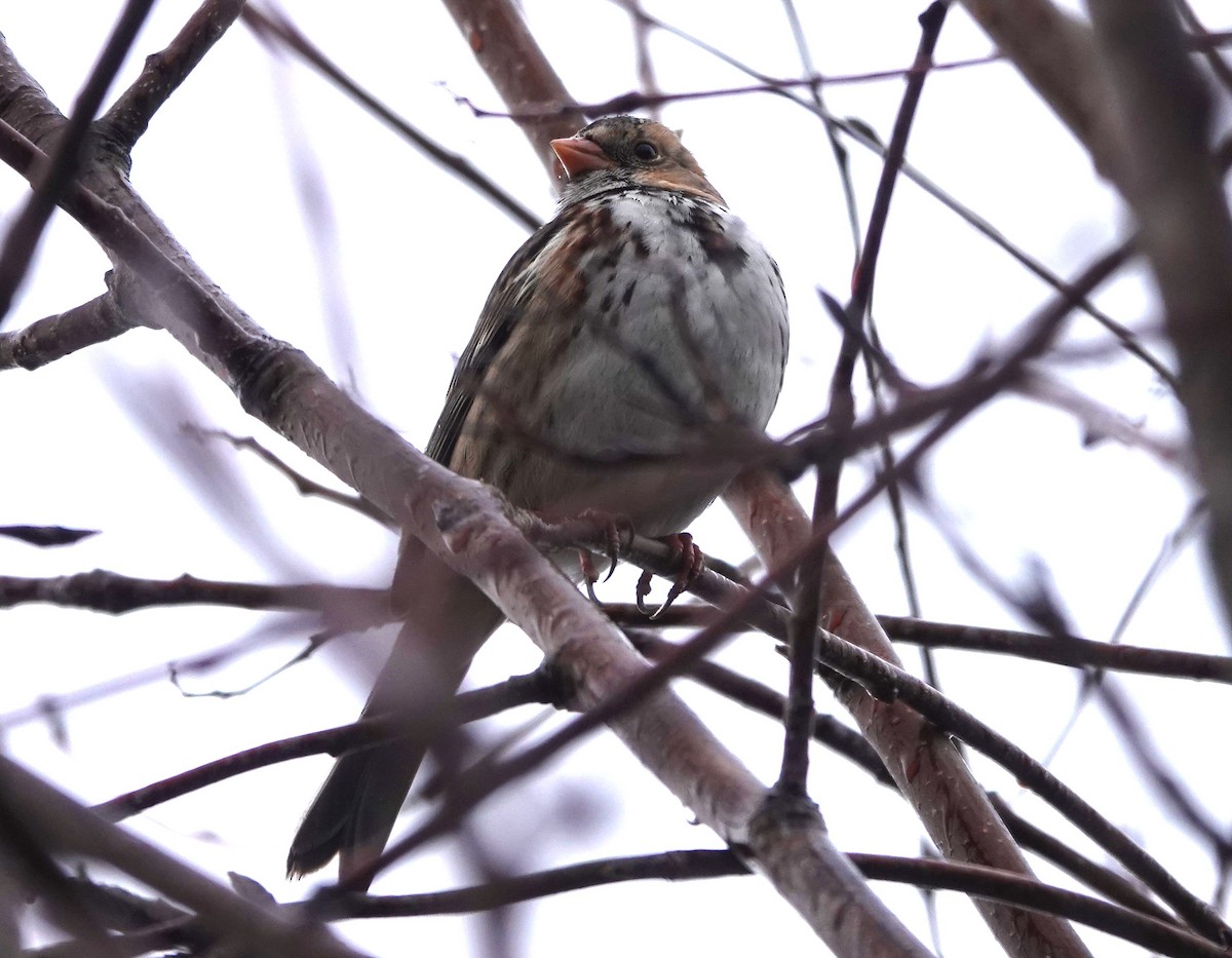 Harris's Sparrow - ML613068301