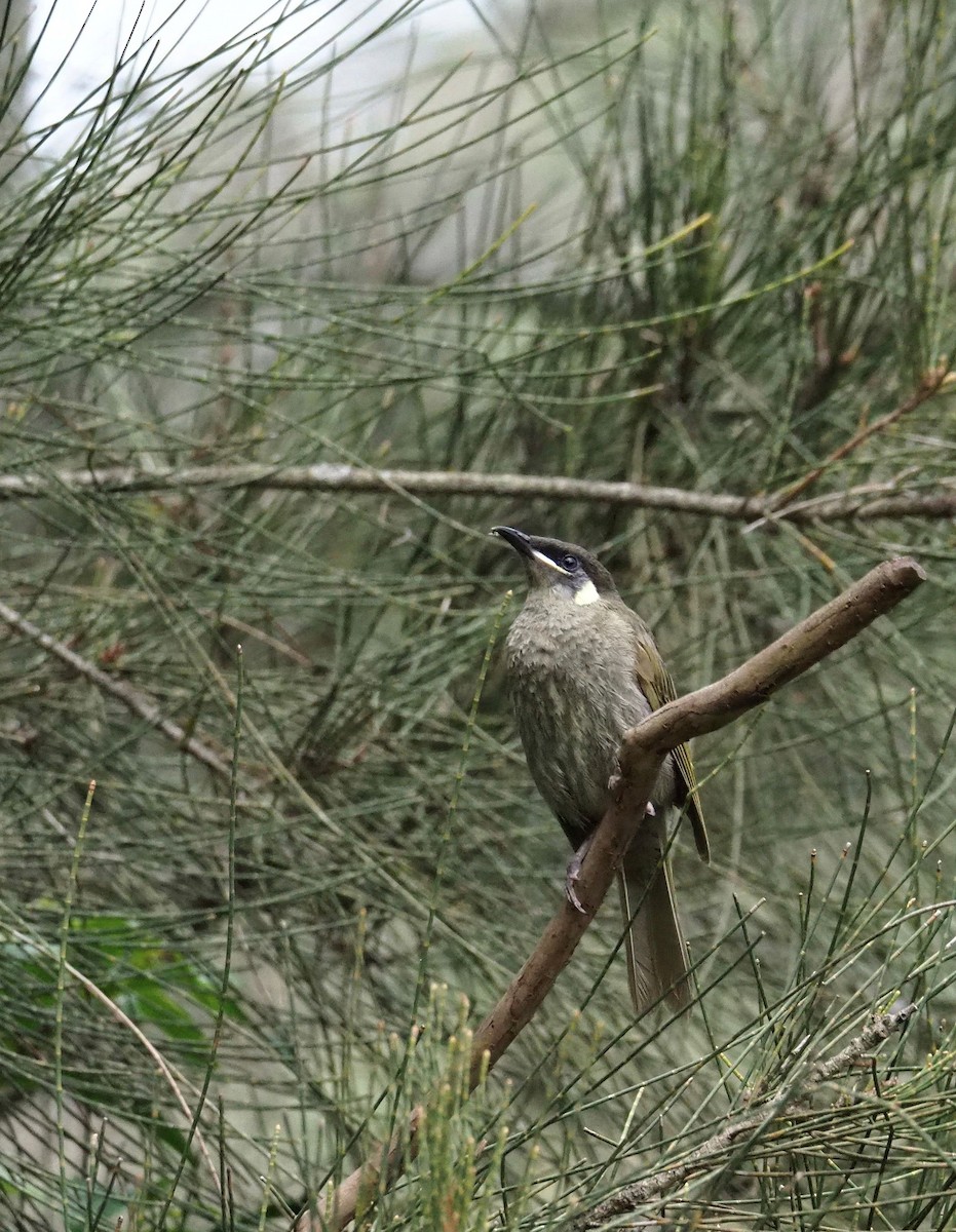 Lewin's Honeyeater - Alison Harmer