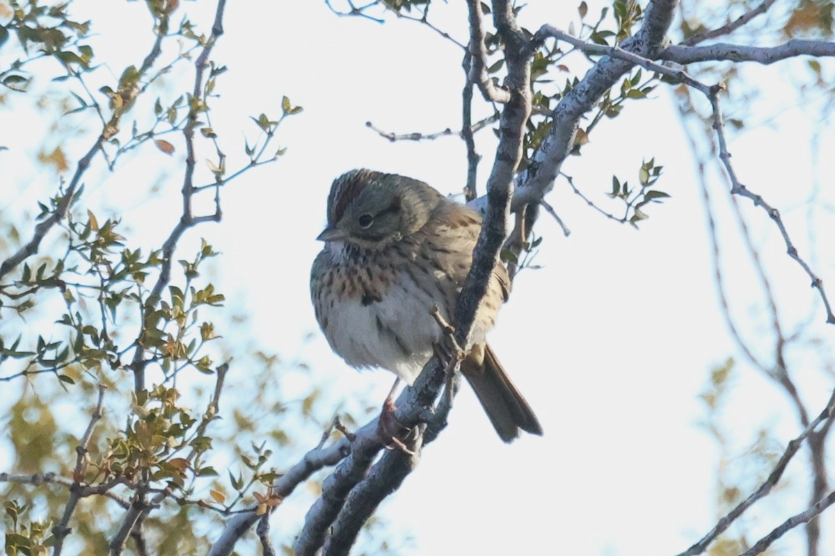 Lincoln's Sparrow - Mike Malmquist