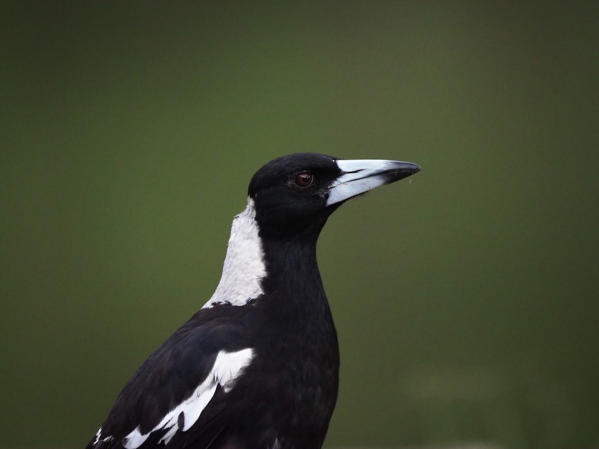 Australian Magpie - ML613068319