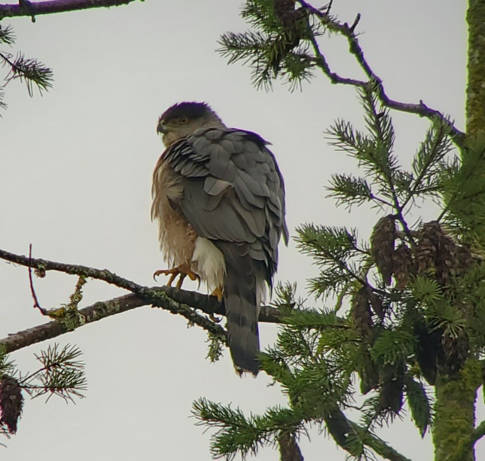 Cooper's Hawk - ML613068332