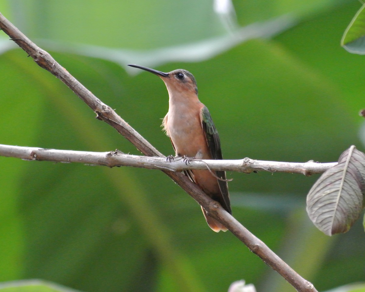 kolibřík pestroocasý - ML613068340