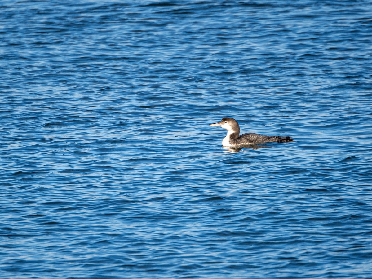 Common Loon - Cathy Wooster