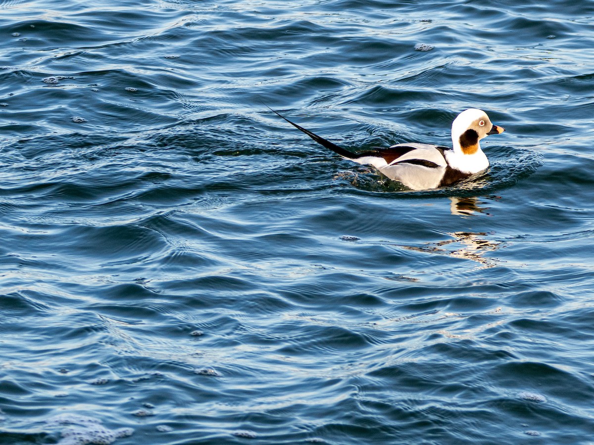 Long-tailed Duck - Cathy Wooster