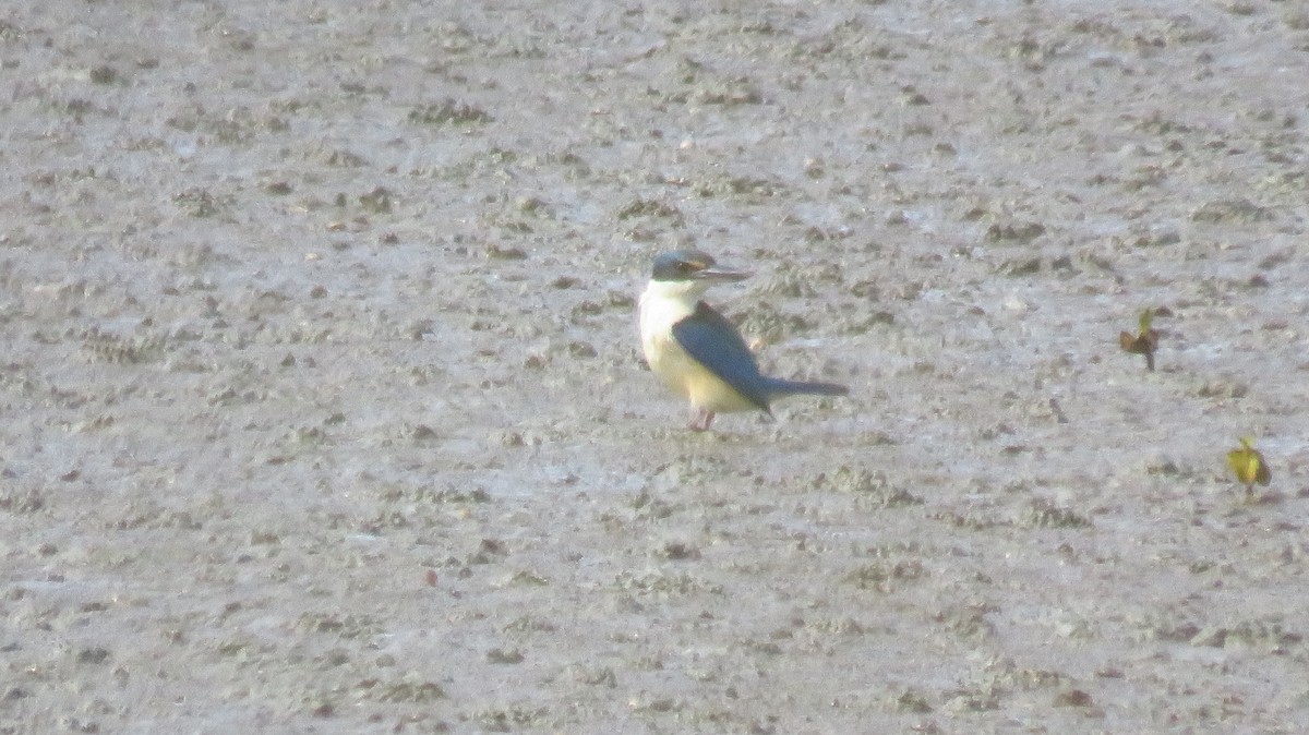 Sacred Kingfisher (New Zealand) - ML613068401