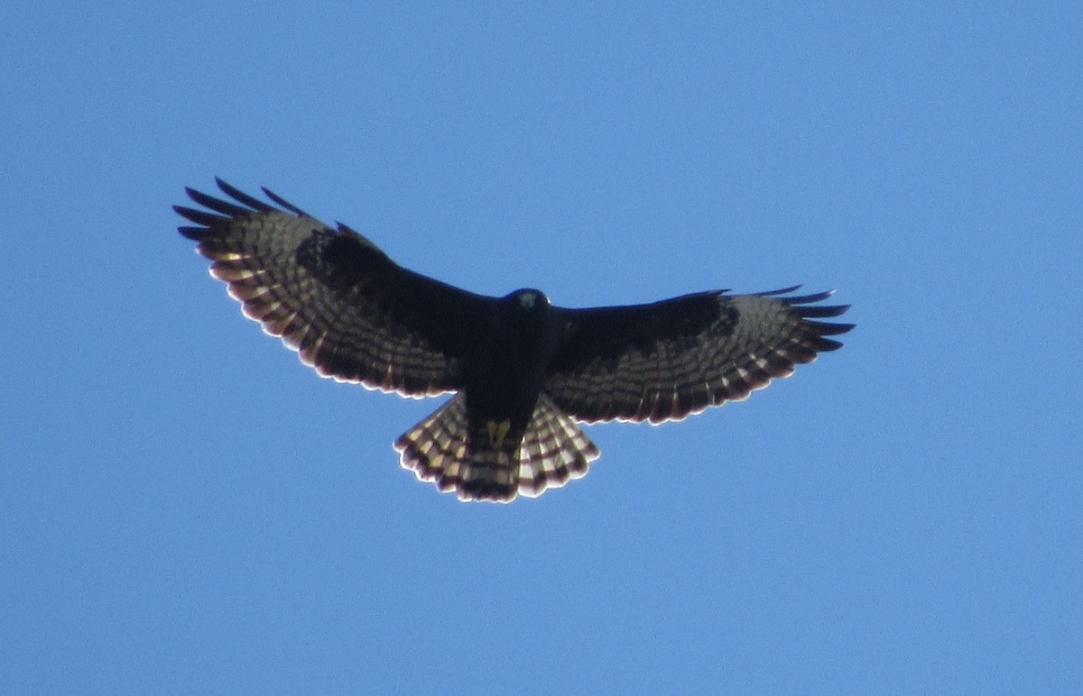 Short-tailed Hawk - Dan Cimbaro