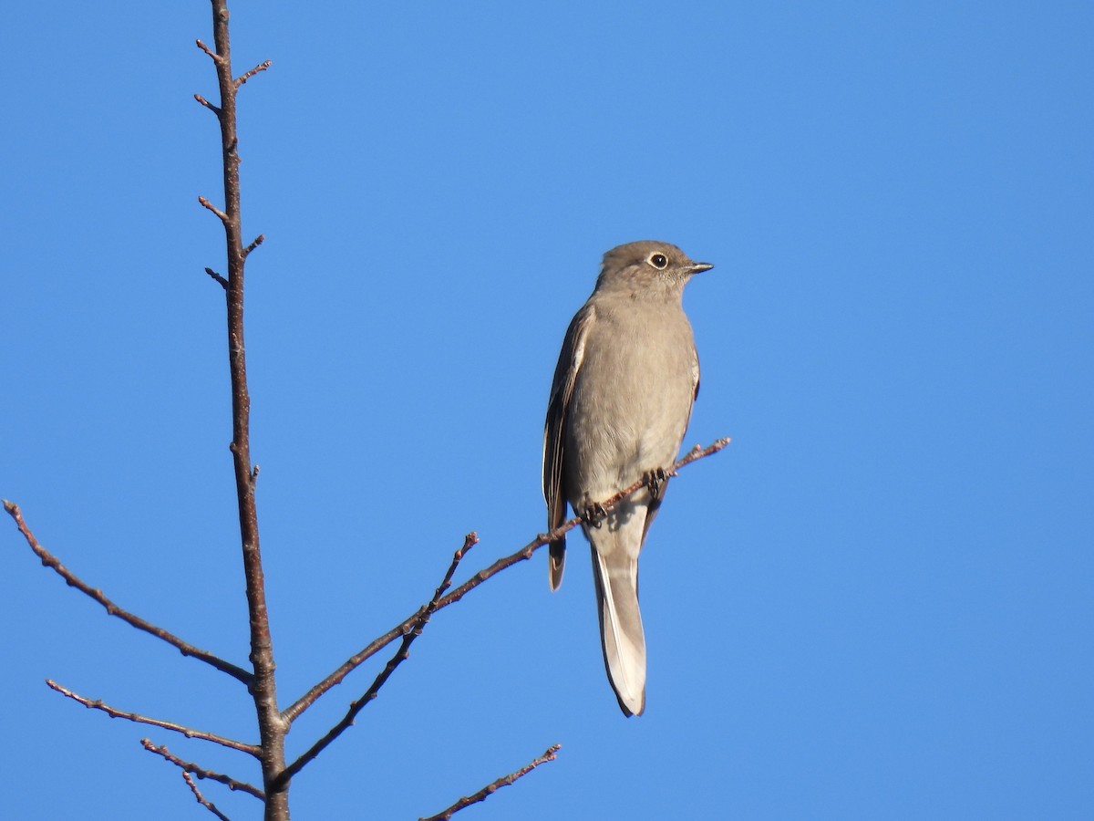 Townsend's Solitaire - Diane Bricmont