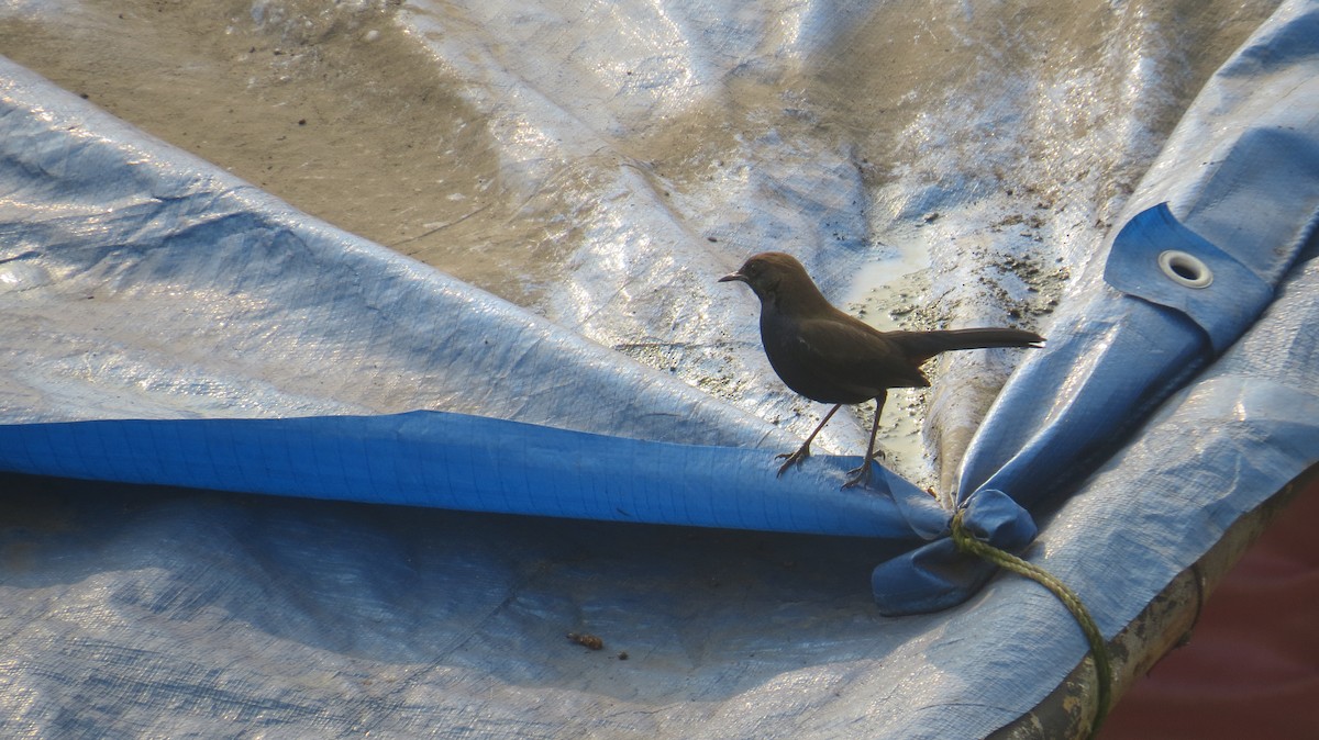 Indian Robin - ML613068610