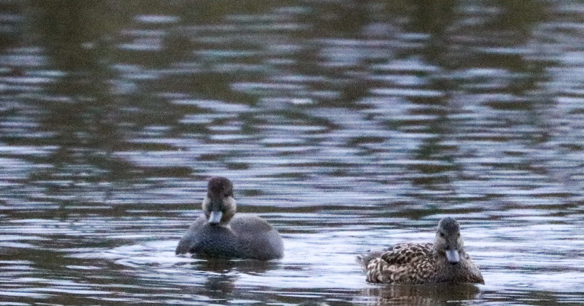 Gadwall - ML613068662