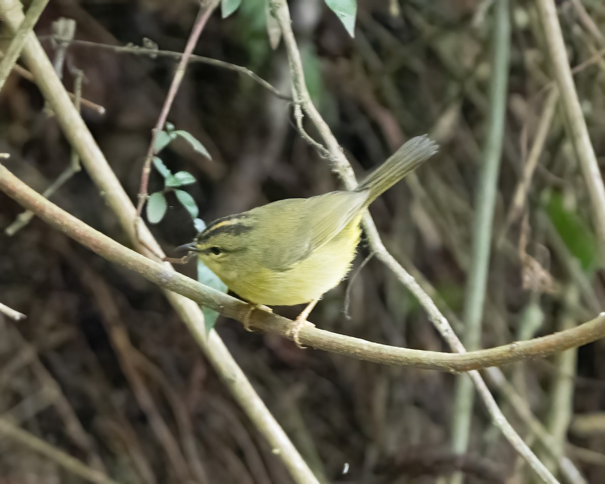 Reinita Bandeada (bivittata/argentinae) - ML613068668