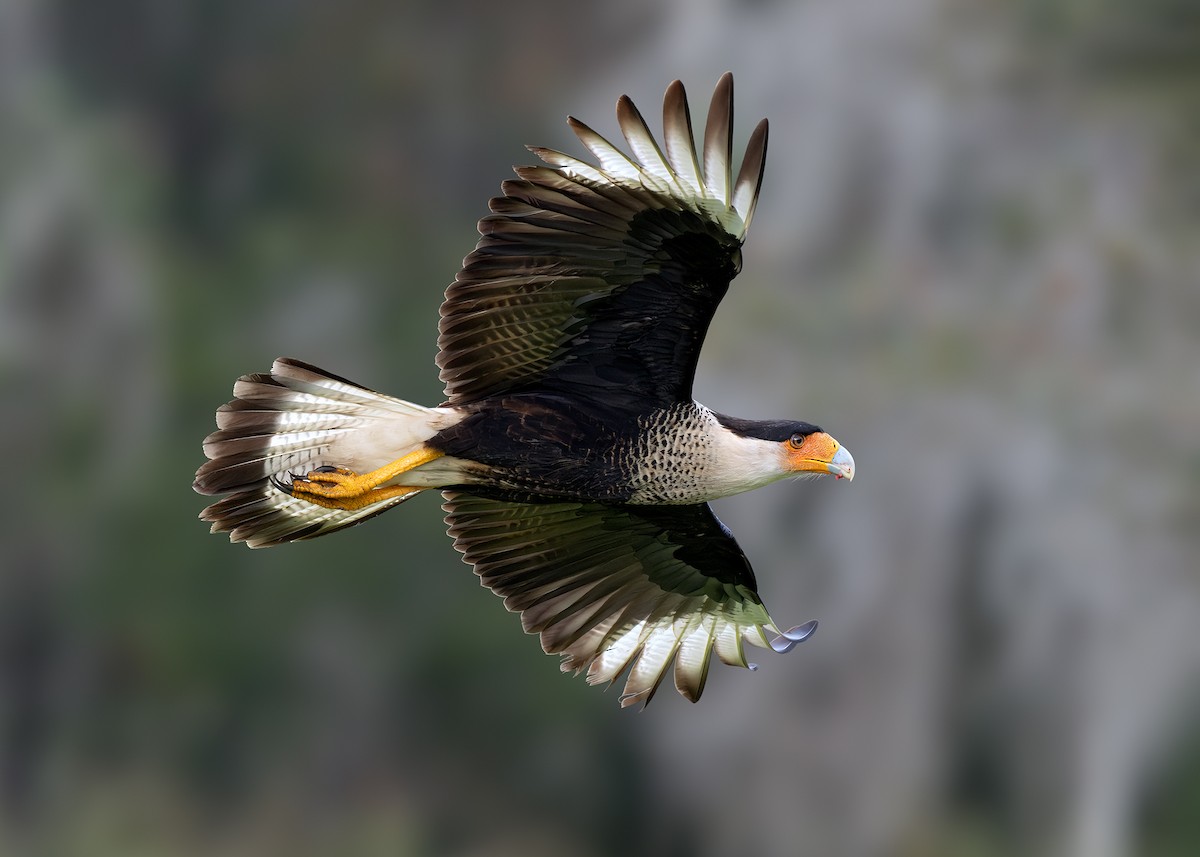 Crested Caracara - ML613068674
