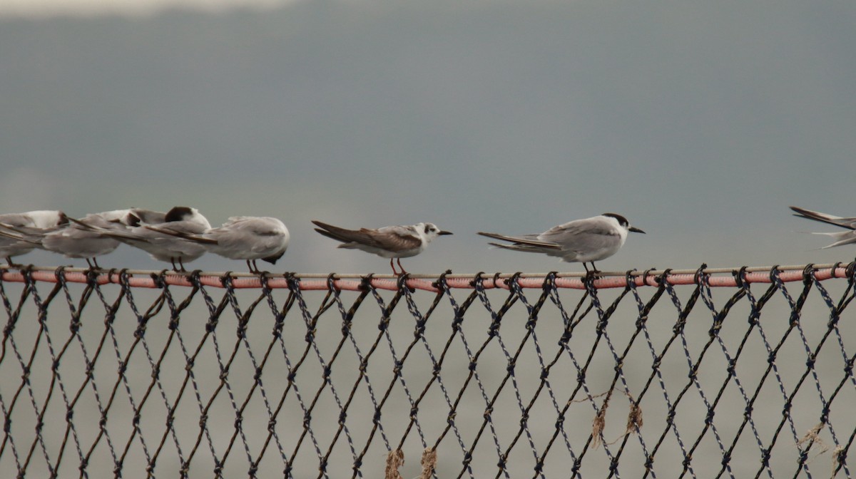 White-winged Tern - ML613068733