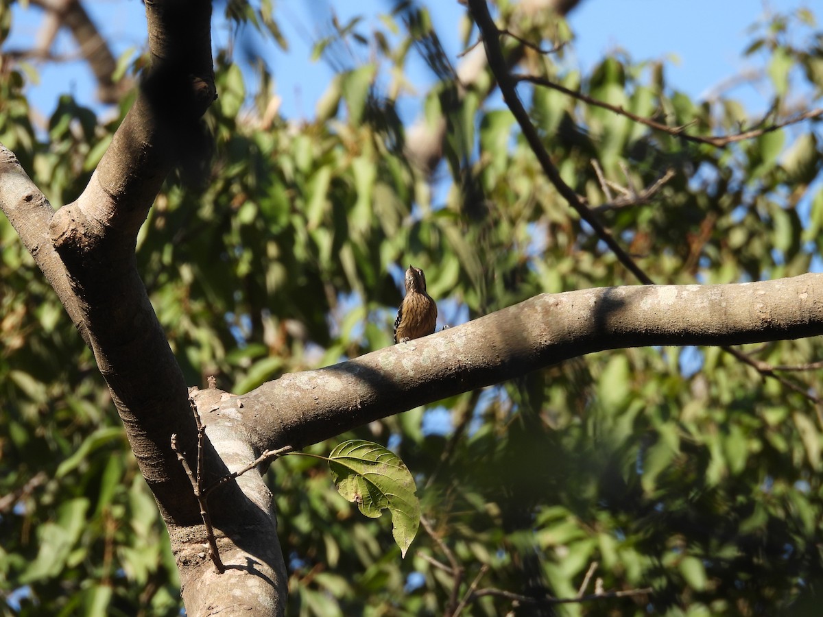Gray-capped Pygmy Woodpecker - ML613068831