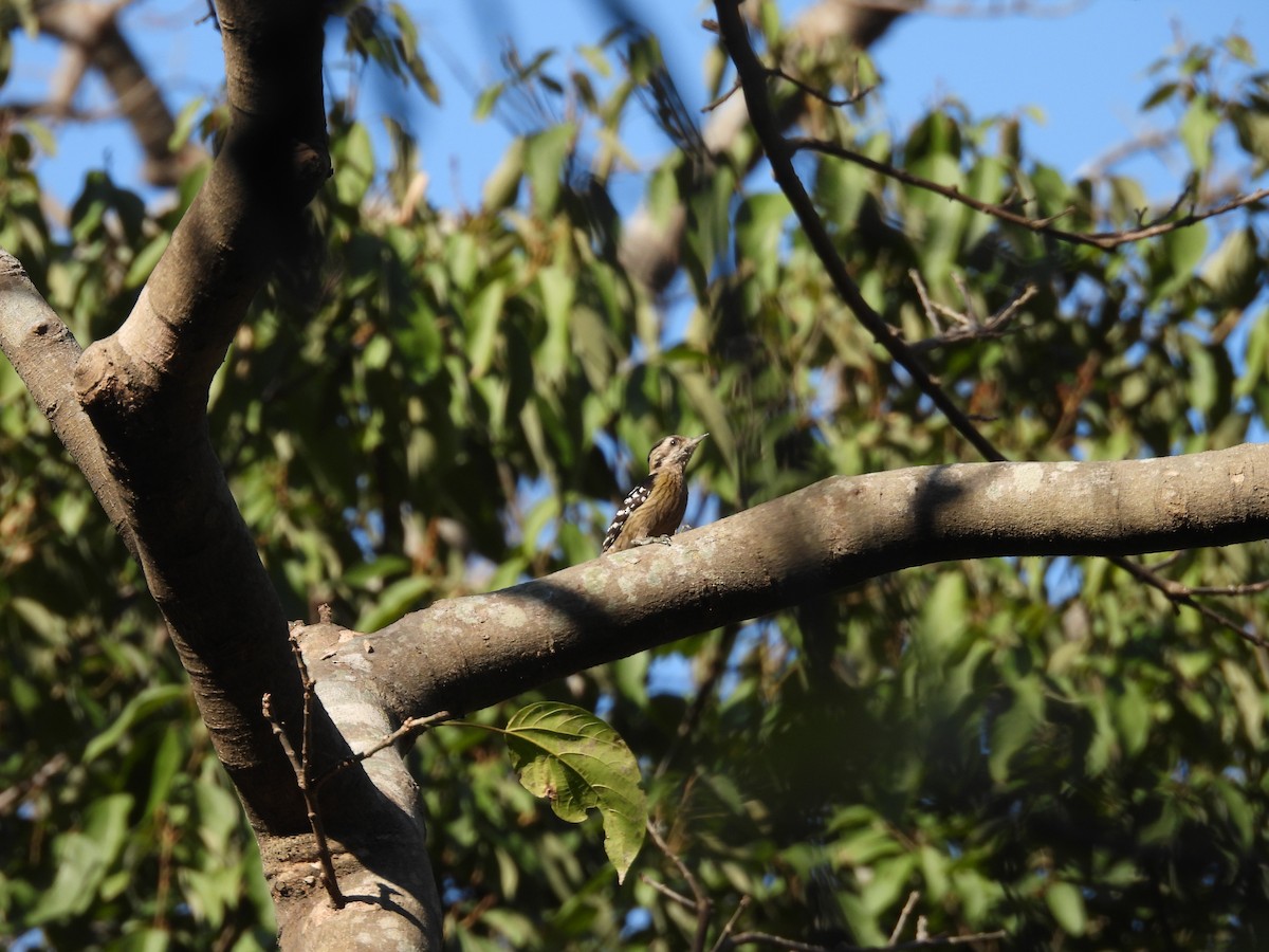 Gray-capped Pygmy Woodpecker - ML613068832
