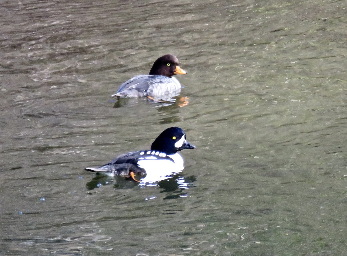 Barrow's Goldeneye - ML613068857