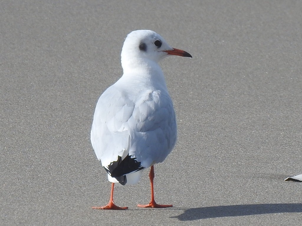 Gaviota Reidora - ML613068878