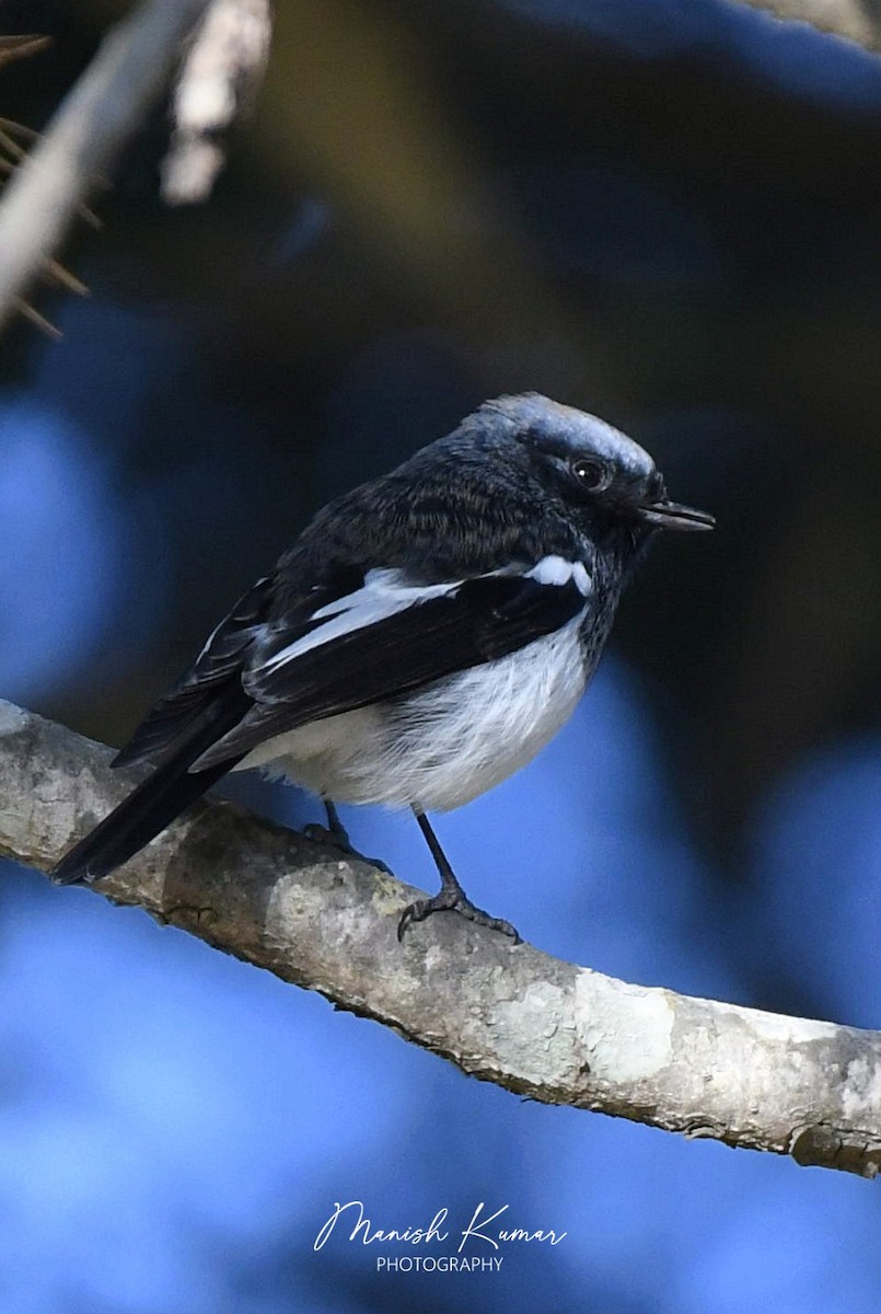 Blue-capped Redstart - ML613068896