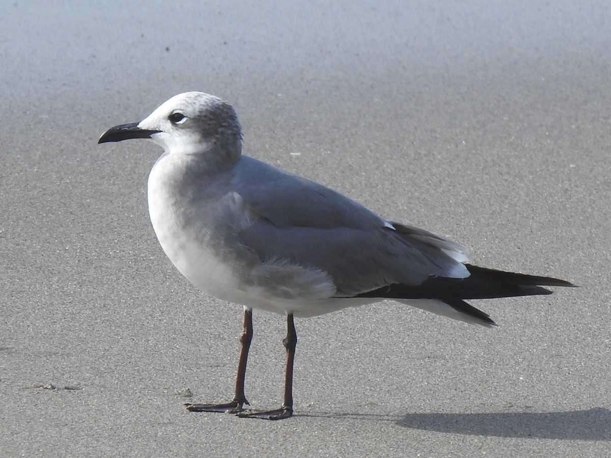 Laughing Gull - Randy Wardle