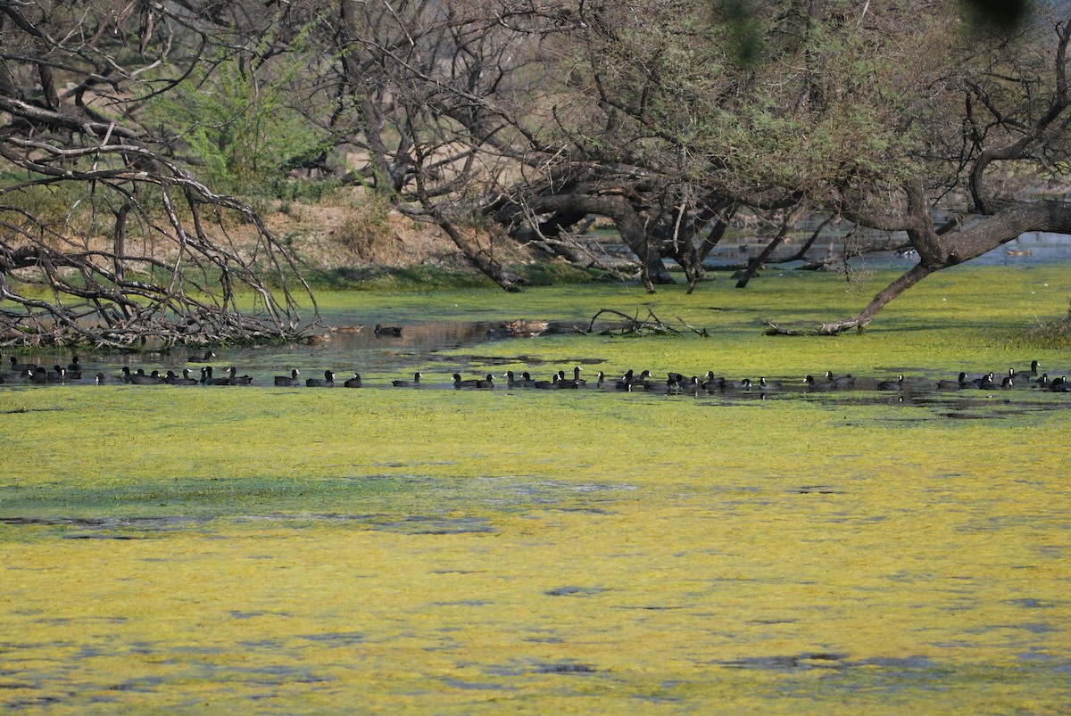 Eurasian Coot - ML613068950