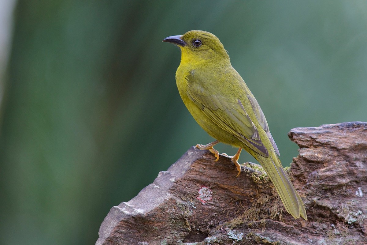 Olive-green Tanager - Luiz Matos
