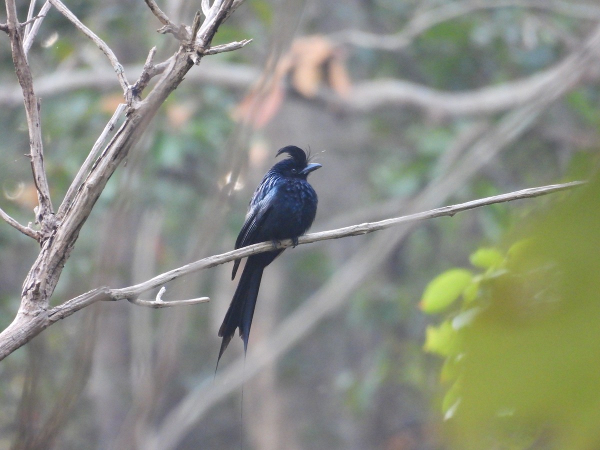 Greater Racket-tailed Drongo - ML613069051