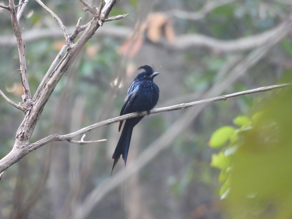 Greater Racket-tailed Drongo - ML613069052