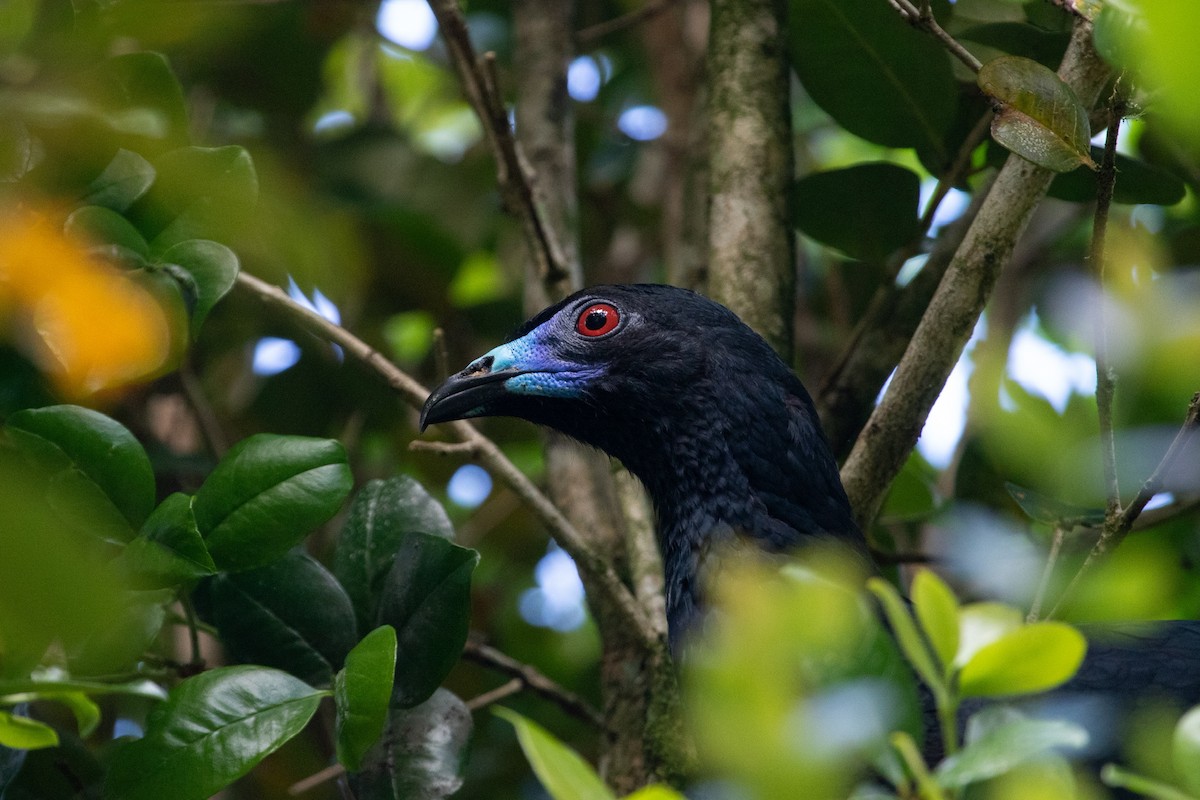 Schwarzguan - ML613069093