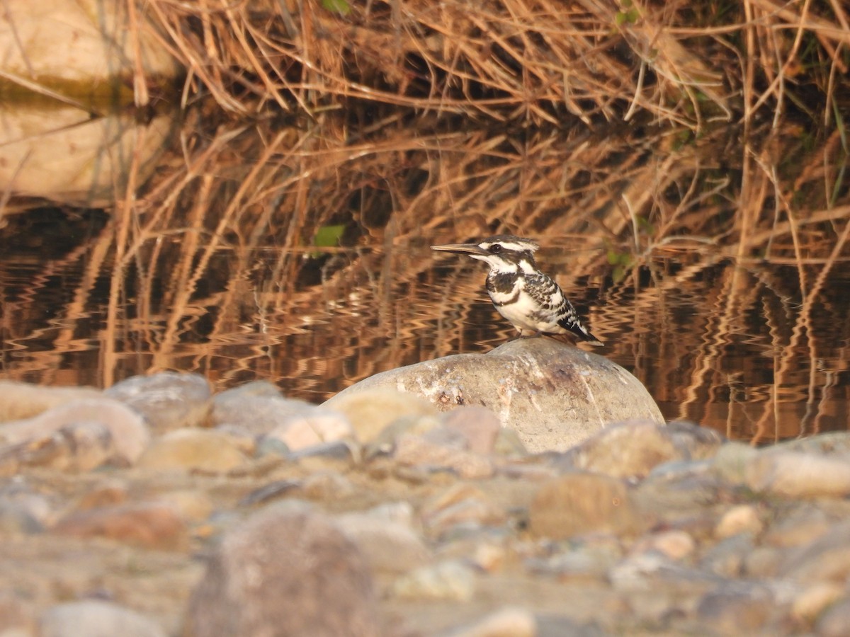 Pied Kingfisher - ML613069104