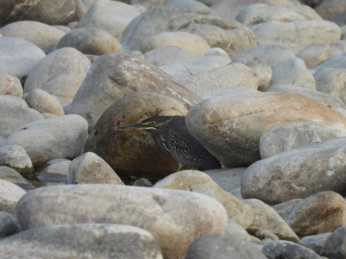 Striated Heron - ML613069117