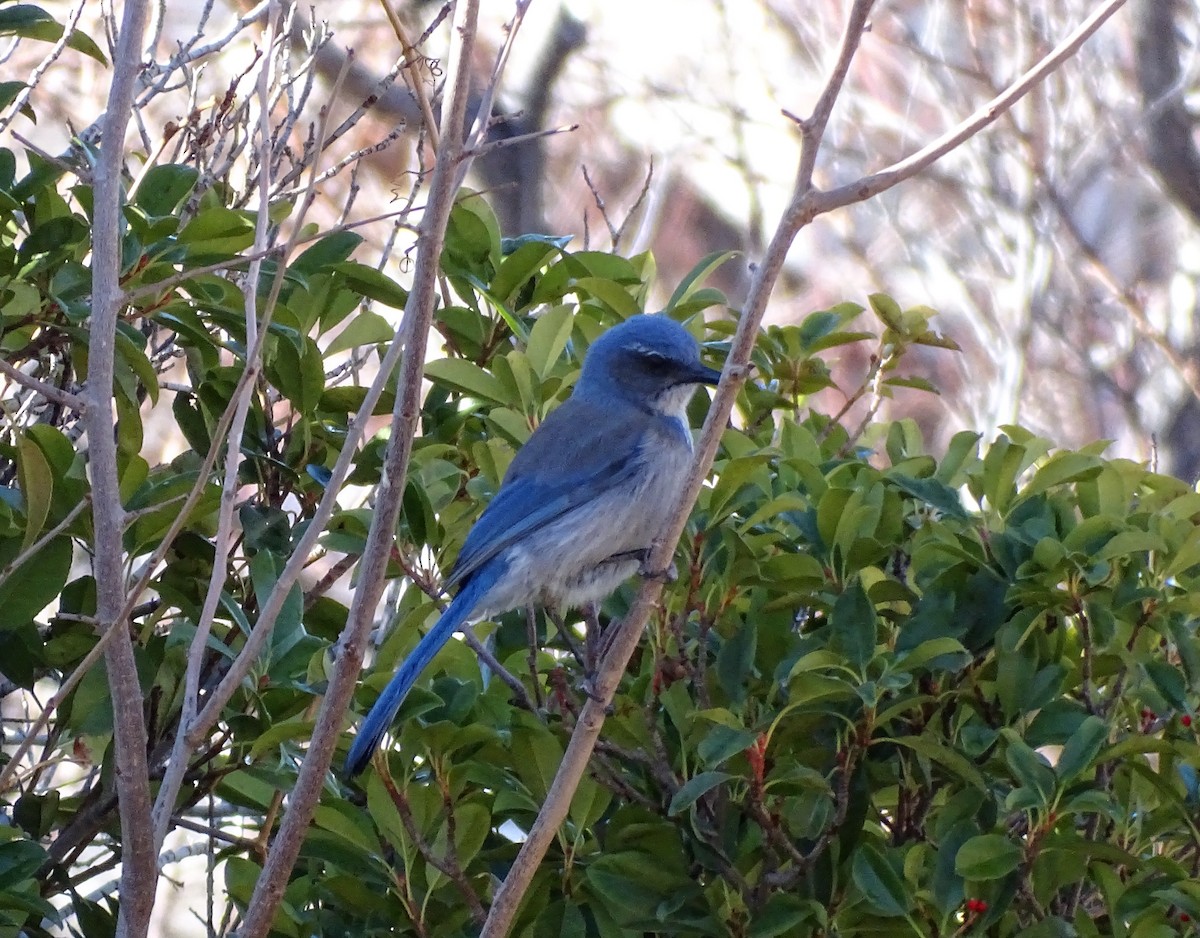 California/Woodhouse's Scrub-Jay - ML613069125