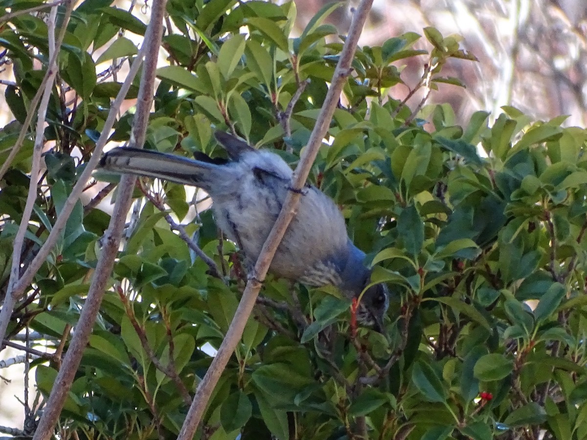 California/Woodhouse's Scrub-Jay - ML613069126