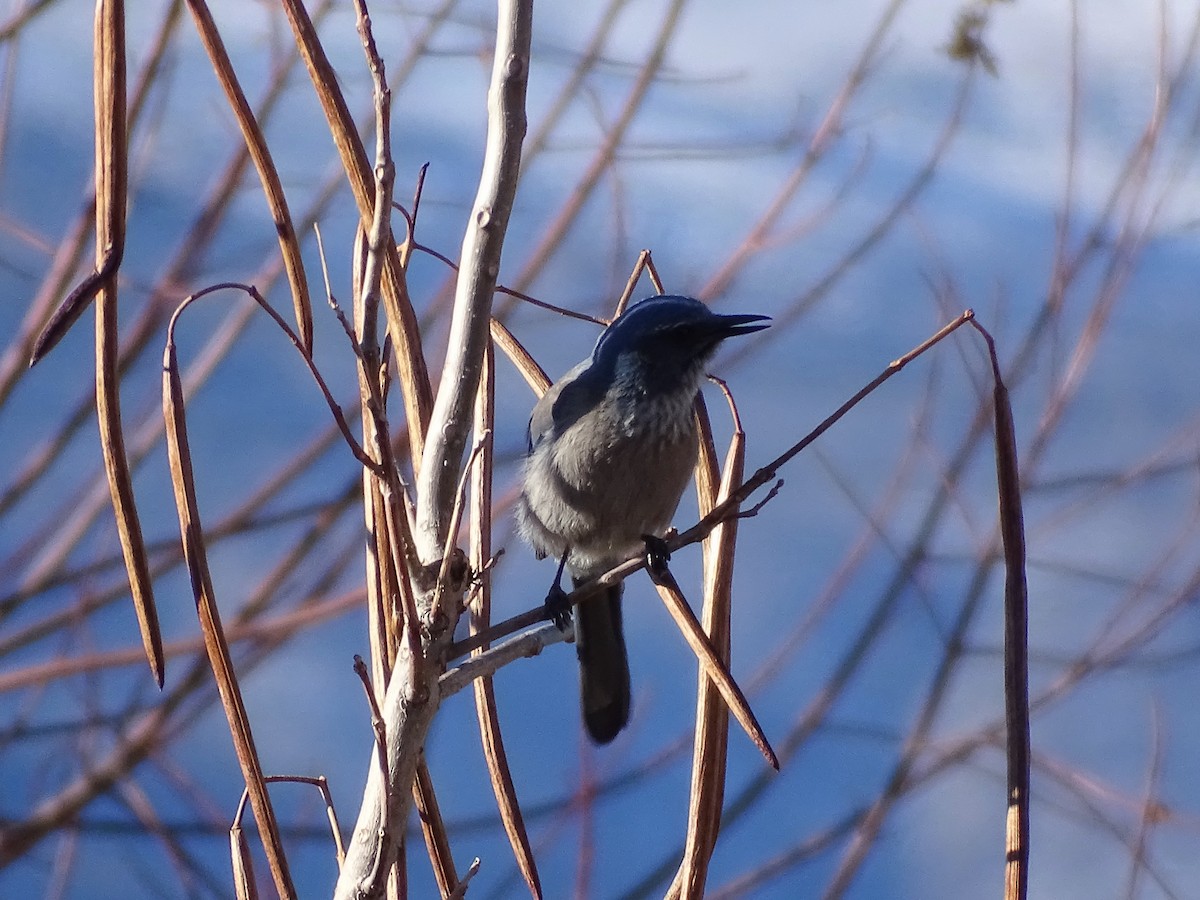 California/Woodhouse's Scrub-Jay - ML613069127