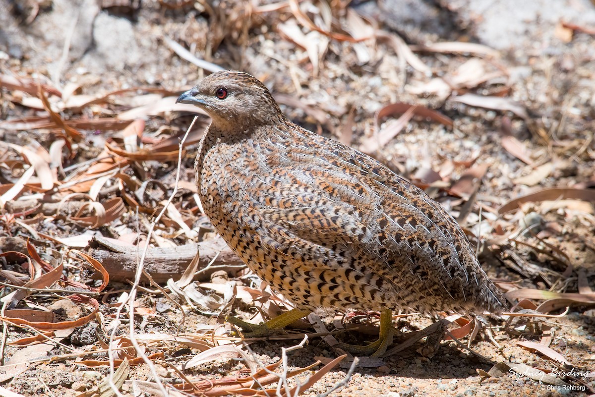 Codorniz de Tasmania - ML613069131