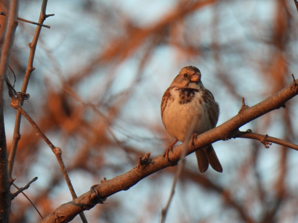 Harris's Sparrow - ML613069151