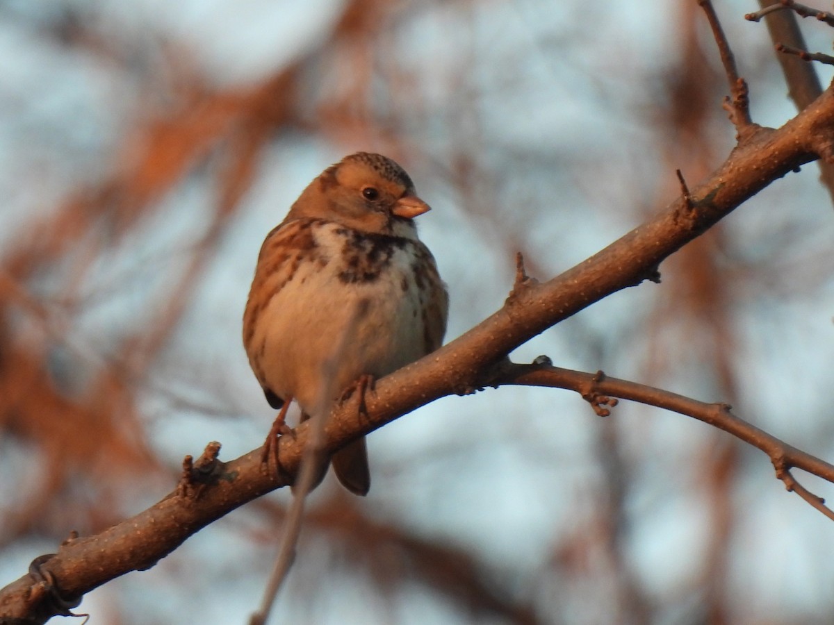 Harris's Sparrow - ML613069162