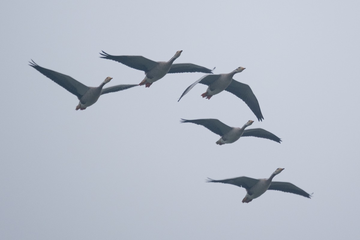 Bar-headed Goose - Oscar Vazquez