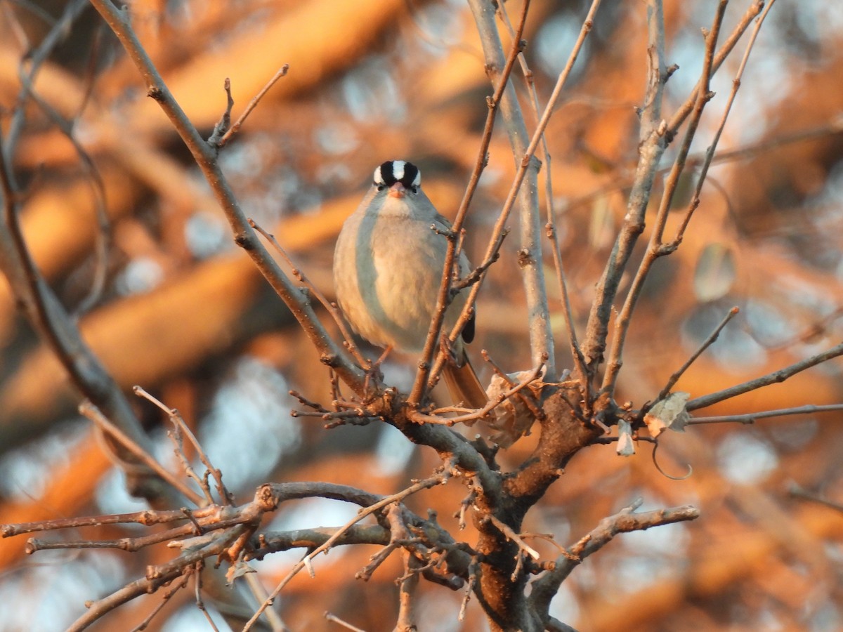 White-crowned Sparrow - ML613069180