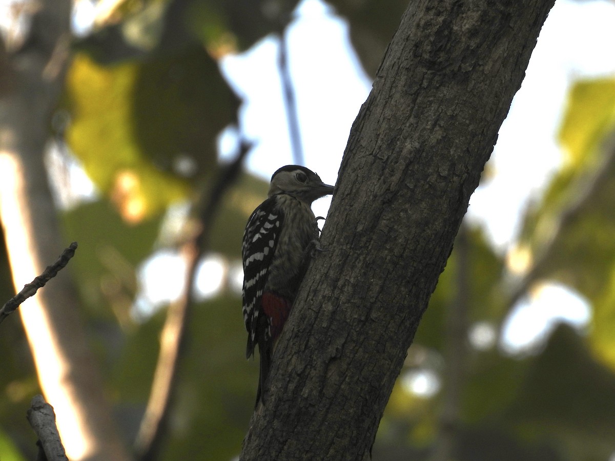 Fulvous-breasted Woodpecker - ML613069199