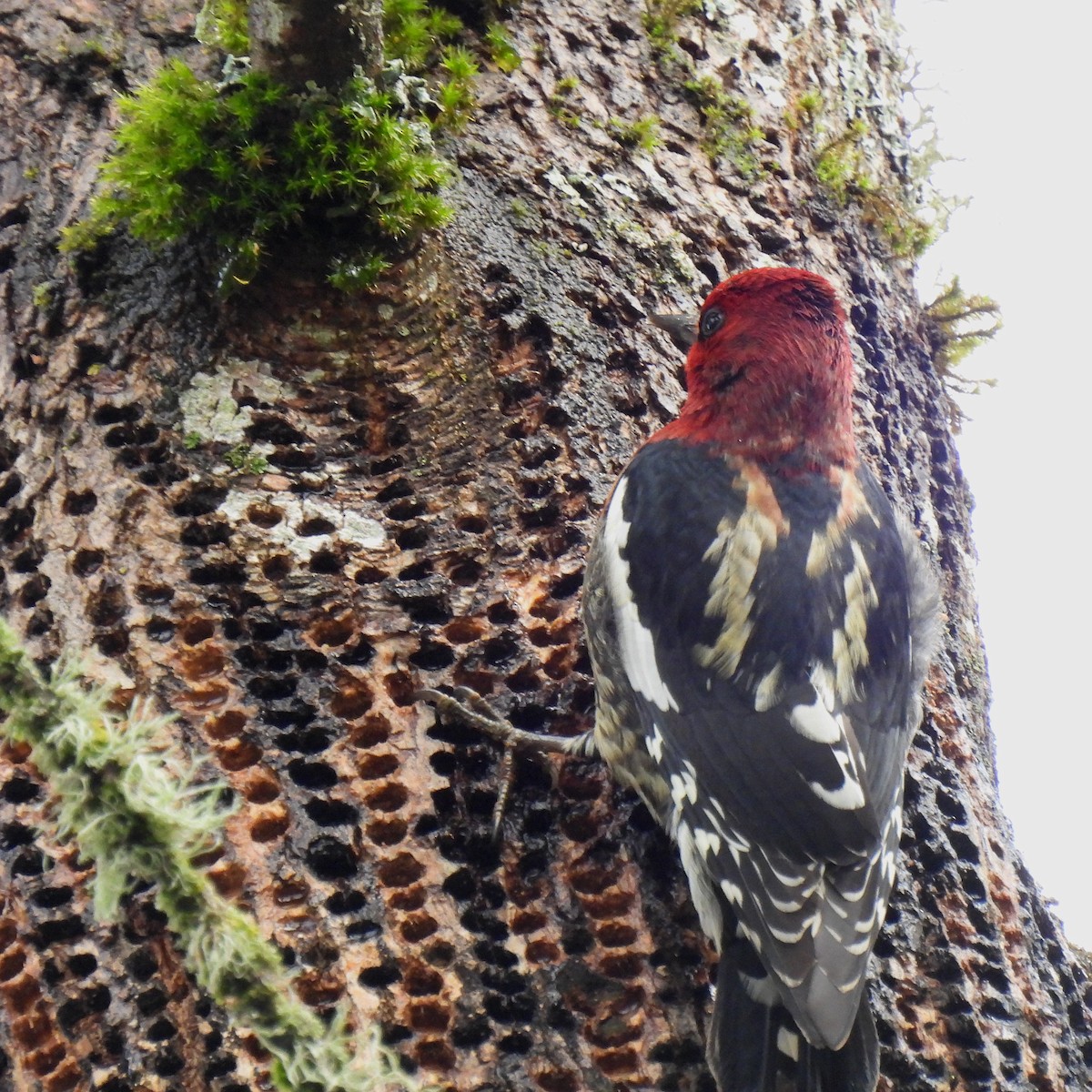 Red-breasted Sapsucker - ML613069202