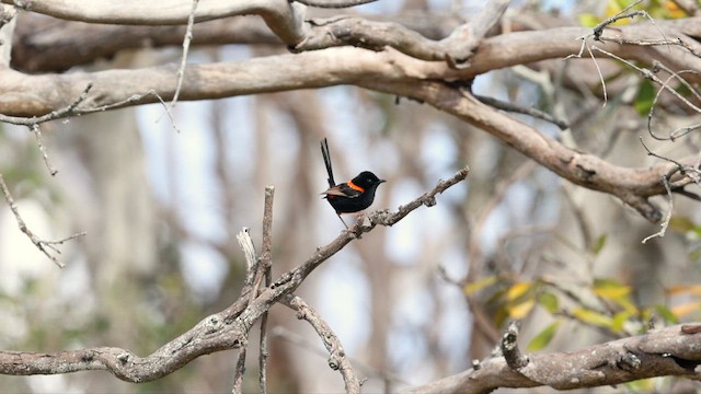 Red-backed Fairywren - ML613069204