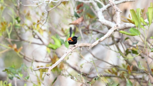 Red-backed Fairywren - ML613069208