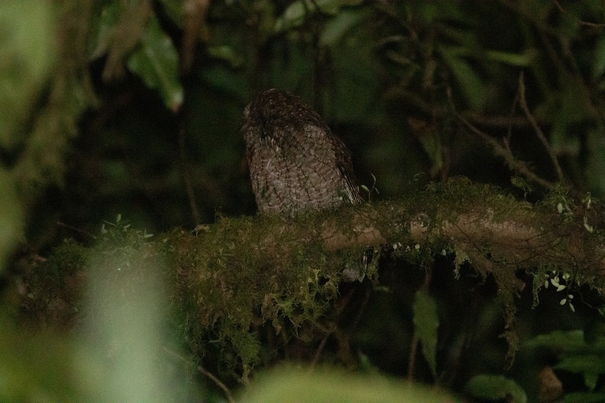 Bare-shanked Screech-Owl - ML613069217