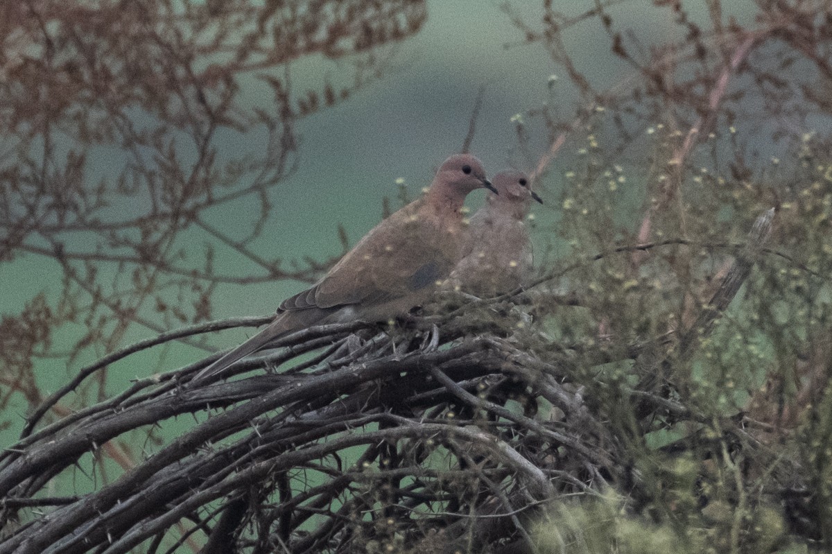 Laughing Dove - ML613069282