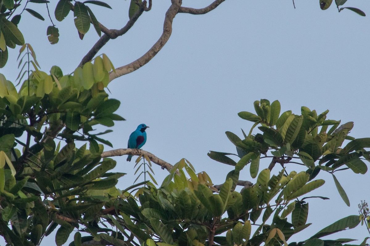 Cotinga turquoise - ML613069304