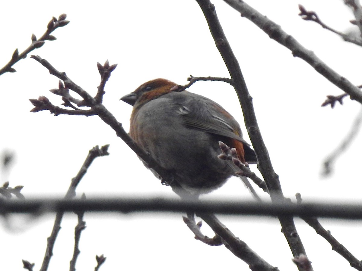 Pine Grosbeak - Betsy Taylor