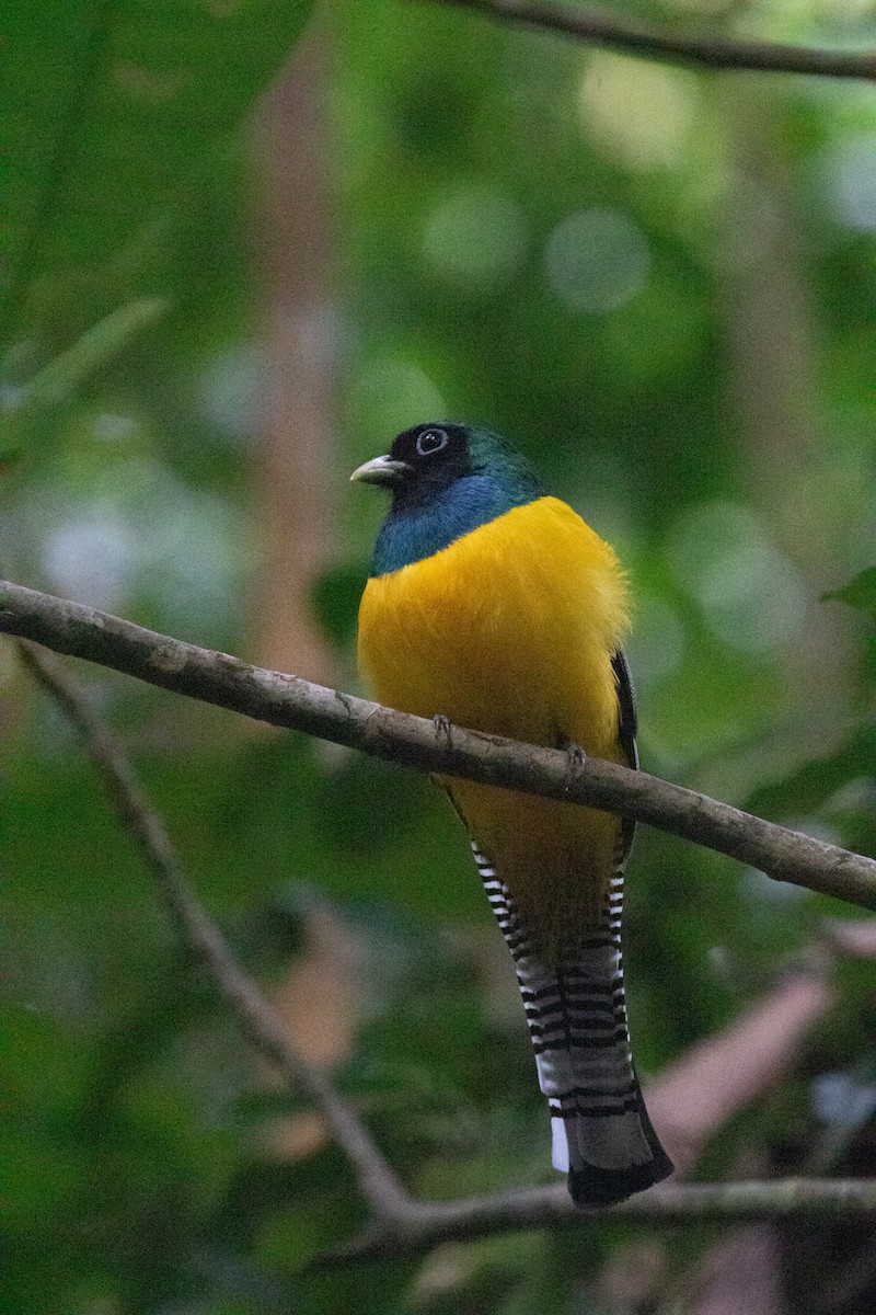 Northern Black-throated Trogon - ML613069346