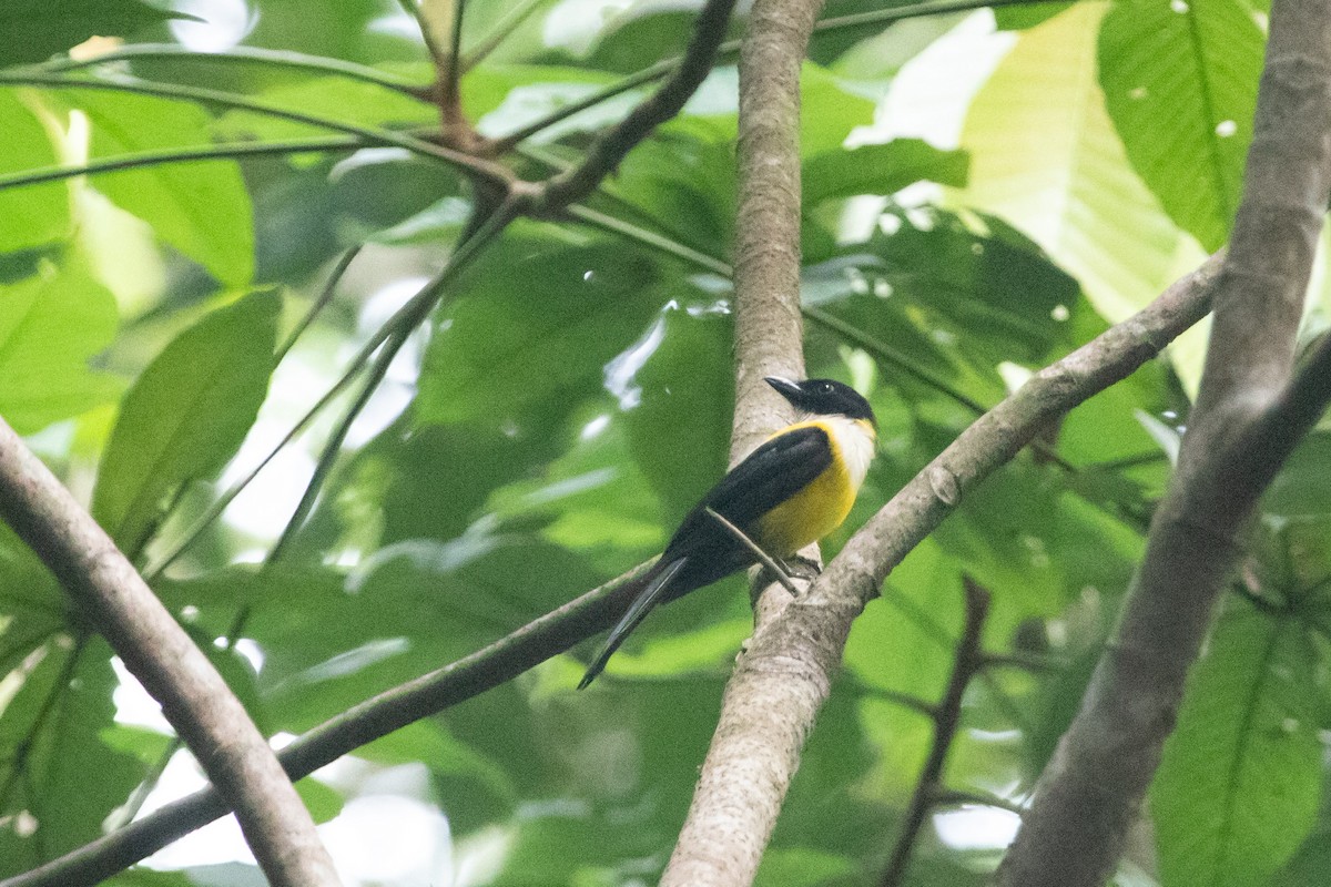 White-throated Shrike-Tanager - ML613069358