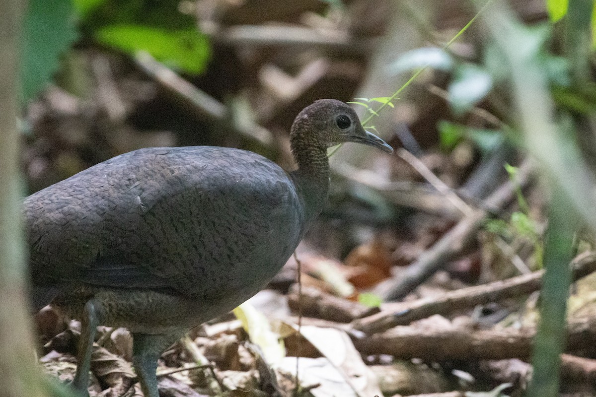 Great Tinamou - Erik Enbody