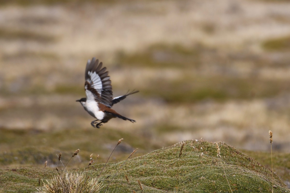 White-bellied Cinclodes - Erik Atwell